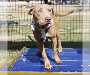 American Staffordshire Terrier-Unknown Mix Dogs for adoption in San Antonio, TX, USA