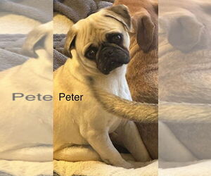Pug Dogs for adoption in Studio City, CA, USA