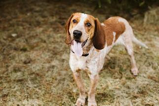 English Coonhound Dogs for adoption in Fort Wayne, IN, USA