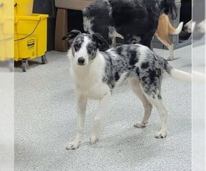 Border Collie Dogs for adoption in Highland, IL, USA
