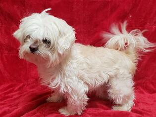Shih Tzu Dogs for adoption in Fairfield, CA, USA