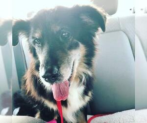 Border-Aussie Dogs for adoption in Pevely, MO, USA