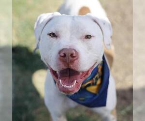 American Staffordshire Terrier Dogs for adoption in San Antonio, TX, USA
