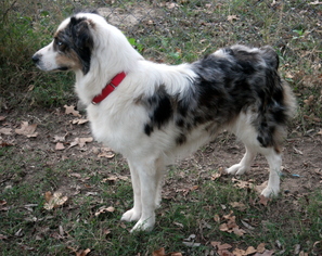 Australian Shepherd Dogs for adoption in Malakoff, TX, USA