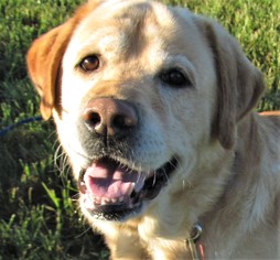 Golden Retriever Dogs for adoption in Centerton, AR, USA
