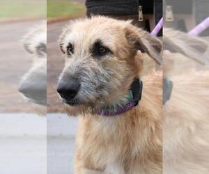 Irish Wolfhound-Unknown Mix Dogs for adoption in Siren, WI, USA