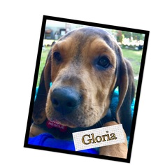 Beagle-Bloodhound Mix Dogs for adoption in Seminole, FL, USA