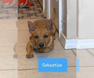 Chi-Corgi Dogs for adoption in Crestview, FL, USA