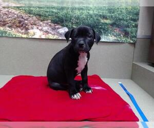 American Pit Bull Terrier-Unknown Mix Dogs for adoption in Moreno Valley, CA, USA