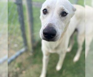 German Shepherd Dog-Unknown Mix Dogs for adoption in Texas City, TX, USA