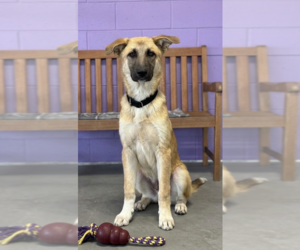 Mutt Dogs for adoption in Genesee, WI, USA