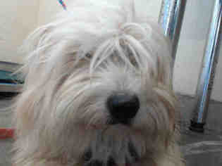Bearded Collie Dogs for adoption in Camarillo, CA, USA
