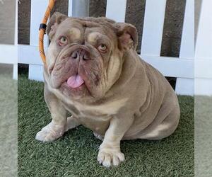 Bulldog Dogs for adoption in Modesto, CA, USA