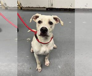 Mutt Dogs for adoption in Peoria, IL, USA