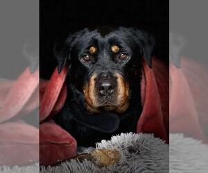 Rottweiler Dogs for adoption in Wenonah, NJ, USA