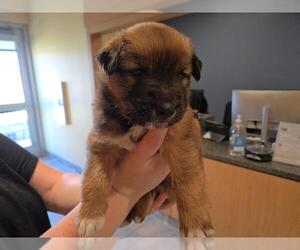 Border Collie-Unknown Mix Dogs for adoption in Orange, CA, USA