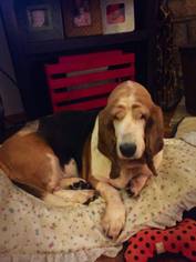 Basset Hound Dogs for adoption in Littleton, CO, USA