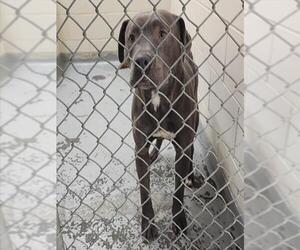 Mutt Dogs for adoption in Anchorage, AK, USA