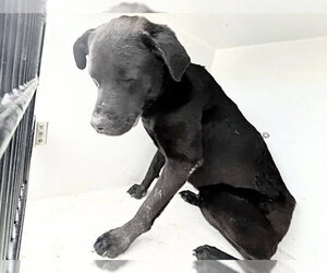 Labrottie Dogs for adoption in Houston, TX, USA
