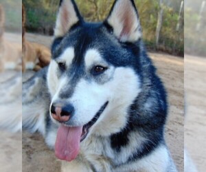 Alaskan Malamute Dogs for adoption in Campbell, CA, USA