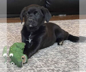 Great Pyrenees-Unknown Mix Dogs for adoption in Mechanicsburg, PA, USA