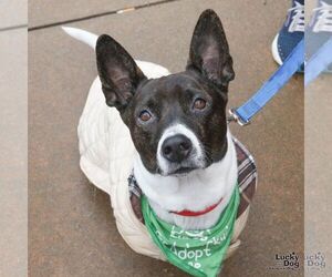Basset Hound-Unknown Mix Dogs for adoption in Washington, DC, USA