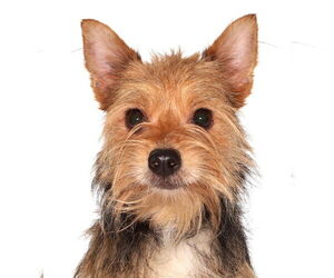 Norwich Terrier-Unknown Mix Dogs for adoption in Oakland Park, FL, USA
