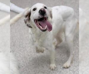 English Setter Dogs for adoption in Brighton, CO, USA
