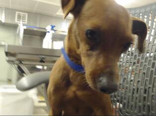 Miniature Pinscher Dogs for adoption in Rancho Cucamonga, CA, USA