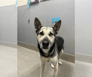Gerberian Shepsky Dogs for adoption in Las Vegas, NV, USA