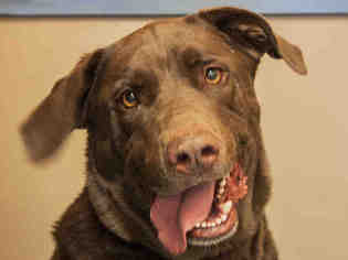 Labrador Retriever Dogs for adoption in Santa Barbara, CA, USA