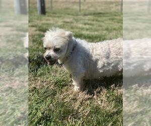 Maltipoo Dogs for adoption in Pacolet, SC, USA