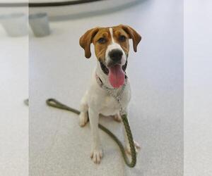 Mutt Dogs for adoption in Toronto, Ontario, Canada
