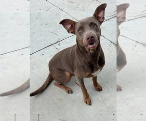 Doberman Pinscher-Unknown Mix Dogs for adoption in Oakhurst, NJ, USA