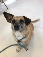 Puggle Dogs for adoption in Waterford, VA, USA