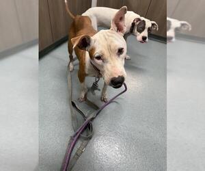 American Pit Bull Terrier-Labrador Retriever Mix Dogs for adoption in Baytown, TX, USA