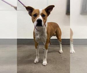 American Bulldog-Unknown Mix Dogs for adoption in HESPERIA, CA, USA