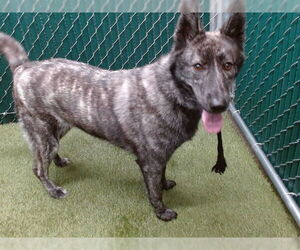 Holland Shepherd-Unknown Mix Dogs for adoption in Downey, CA, USA