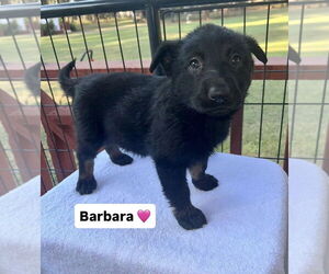 German Shepherd Dog-Unknown Mix Dogs for adoption in Brewster, NY, USA