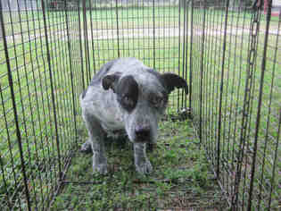 Australian Shepherd Dogs for adoption in San Antonio, TX, USA