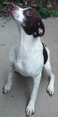 Brittany-German Shorthaired Pointer Mix Dogs for adoption in Valley Falls, KS, USA