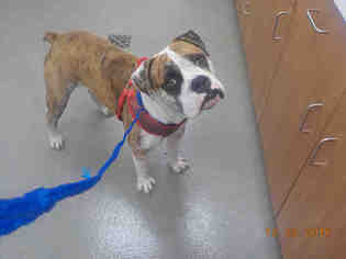 Olde Bulldog Dogs for adoption in Fort Lauderdale, FL, USA