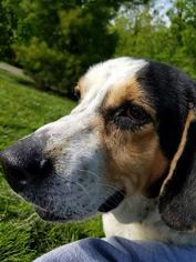 Coonhound-Unknown Mix Dogs for adoption in Lockport, NY, USA