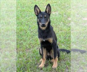 German Shepherd Dog Dogs for adoption in Conroe, TX, USA