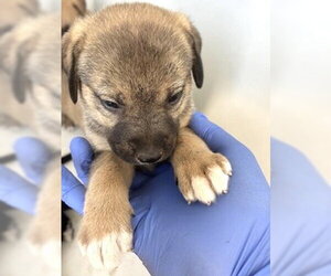Black Mouth Cur Dogs for adoption in Houston, TX, USA