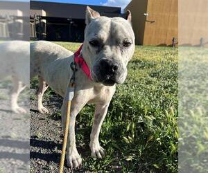 American Bulldog-Unknown Mix Dogs for adoption in Denver, CO, USA