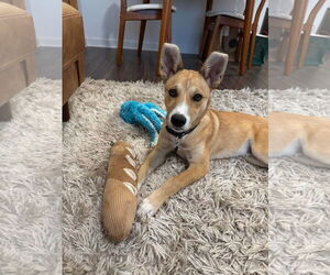 Mutt Dogs for adoption in Menifee, CA, USA