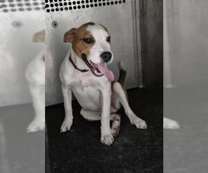 American Pit Bull Terrier-Unknown Mix Dogs for adoption in Texas City, TX, USA