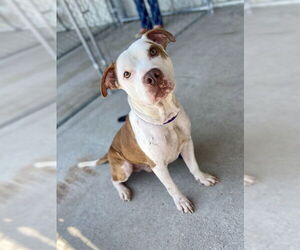 Mutt Dogs for adoption in Conroe, TX, USA