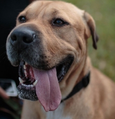 Small Catahoula Leopard Dog-Chinese Shar-Pei Mix